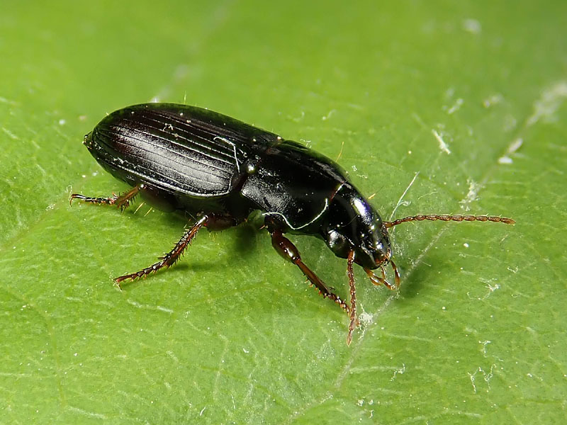 Carabidae: Harpalus pygmaeus ? pi probabile H. pumilus...